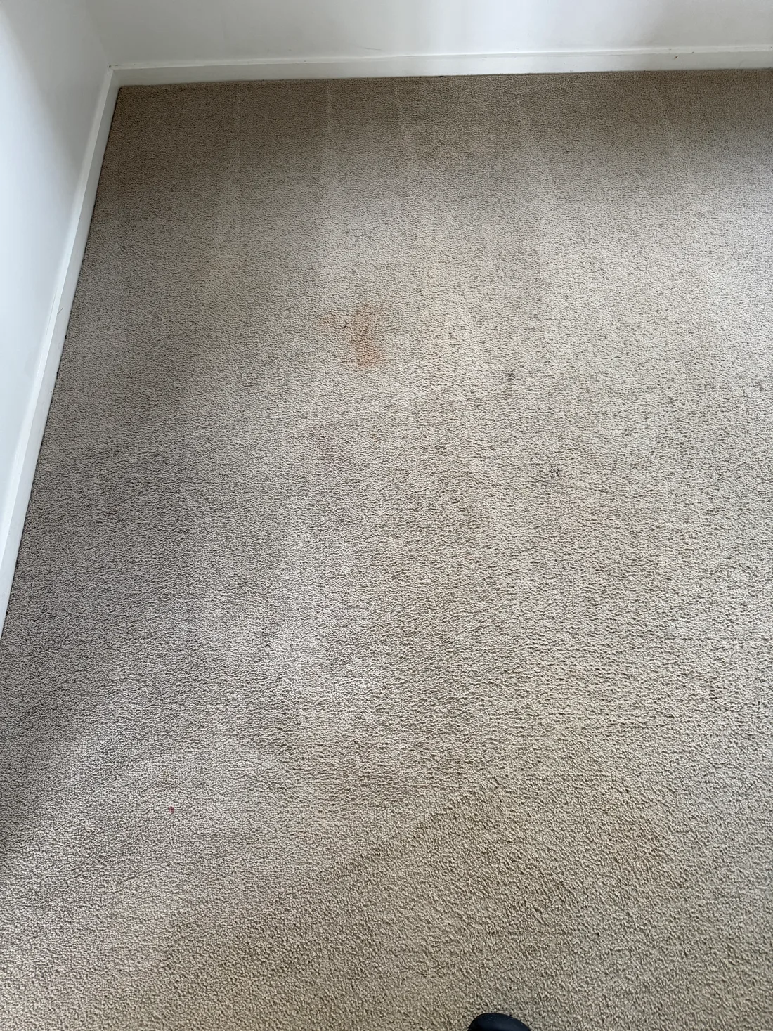 The same guest bedroom carpet after cleaning, much lighter, with a faint remnant of the fizzy-drink stain still visible