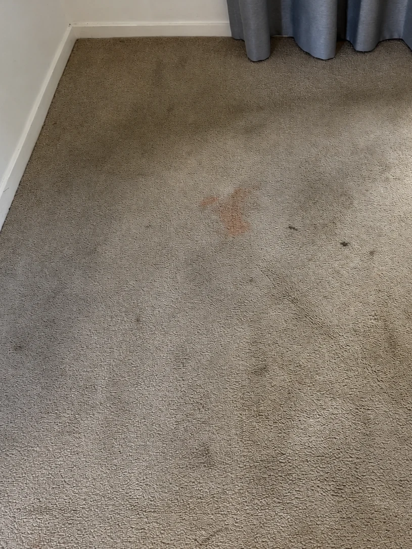 Guest bedroom carpet before cleaning, with an orange fizzy-drink stain and general grey soiling across the pile