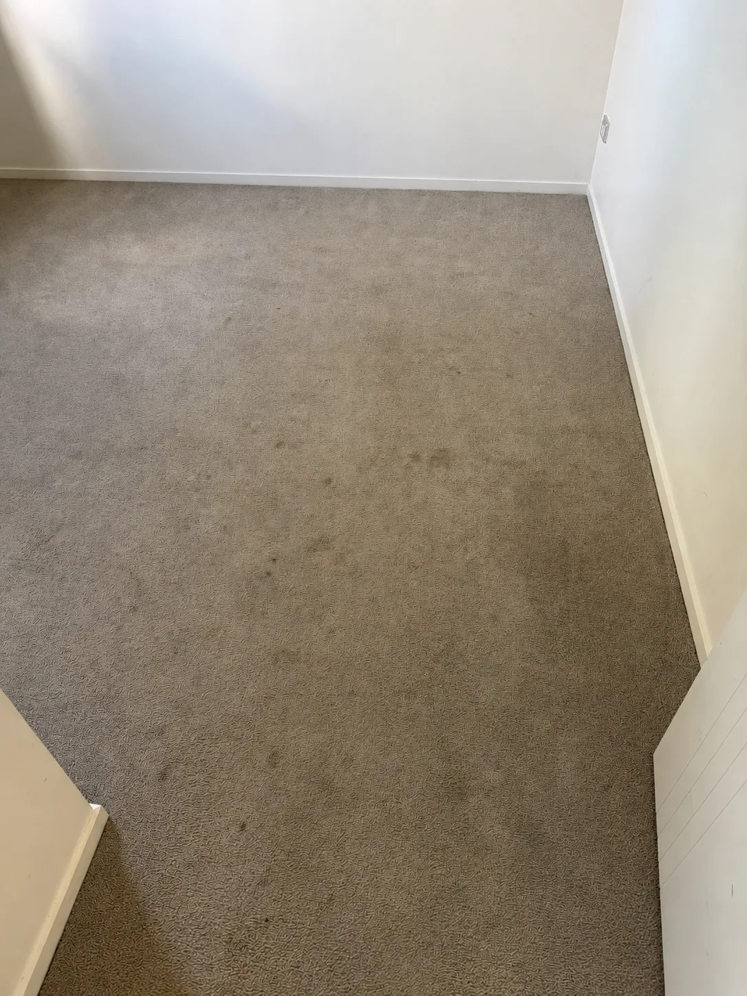 Master bedroom carpet in the Henderson house before cleaning