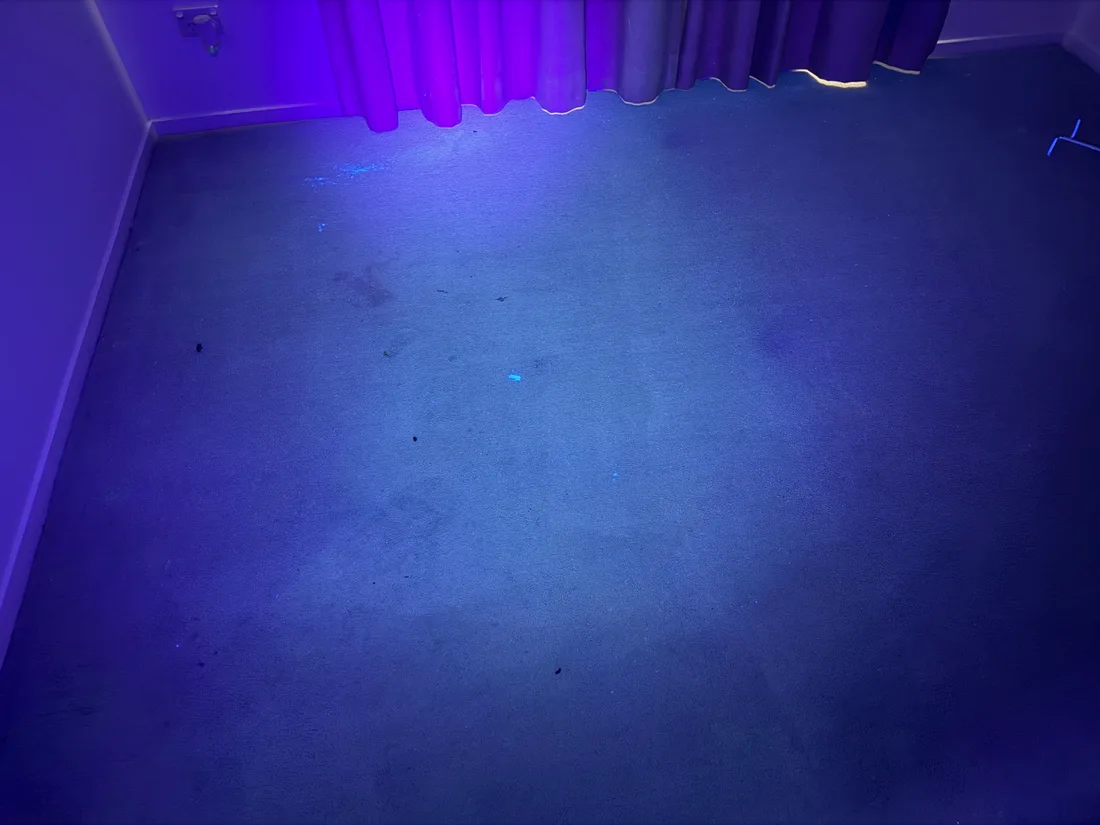 Carpet under ultraviolet light beside a curtain, with pale fluorescing marks scattered across the pile