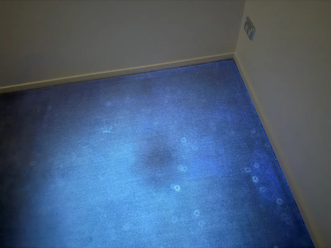 A second area of carpet under ultraviolet light during the inspection